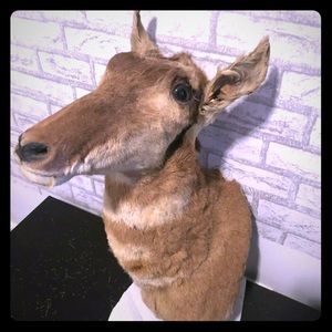 Real Proghorn Antelope Taxidermy